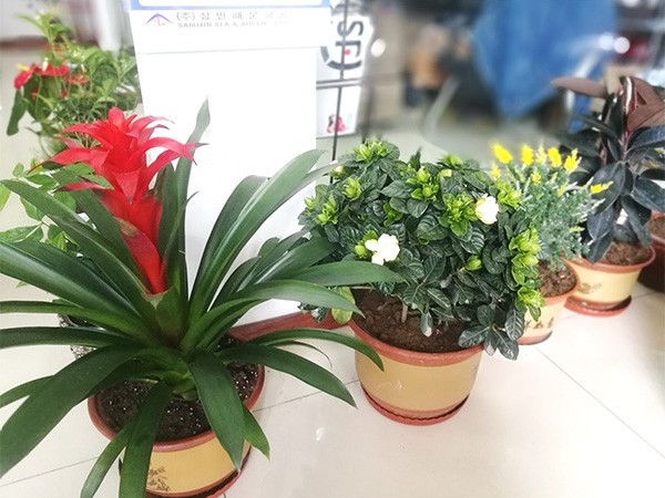 【栽花季】格誠(chéng)經(jīng)緯齊上陣，培土育花把春忙